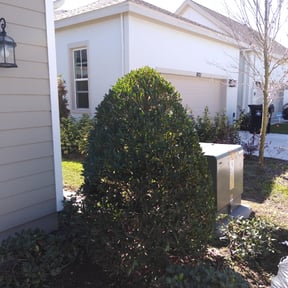 Bush Trimming by SON SHINE LAWNS LLC reviewed on August 15, 2025