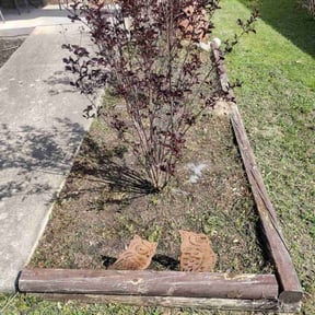 Flower Bed Weeding by Nestel Lawn Care reviewed on August 16, 2025