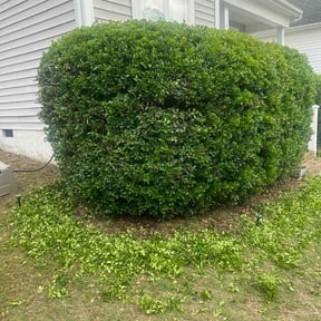 Bush Trimming by NDQ Lawns and Landscaping reviewed on June 3, 2026
