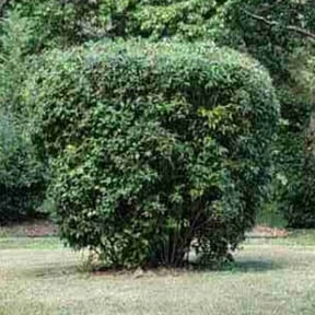 Bush Trimming by Peaslee Lawn Care reviewed on October 23, 2025