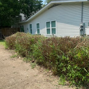 Bush Trimming by Wingoservices llc reviewed on August 16, 2025