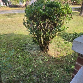 Bush Trimming by Affordable Lawn Care reviewed on October 21, 2025
