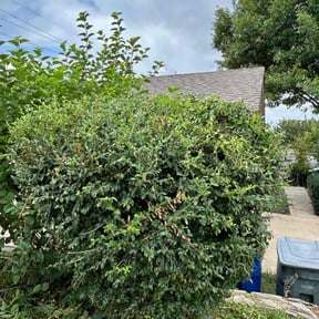 Bush Trimming by Fiers &amp; Son’s Lawn Care and Pressure Washing reviewed on April 10, 2025