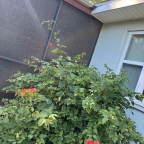 Bush Trimming by Black horse reviewed on December 30, 2025