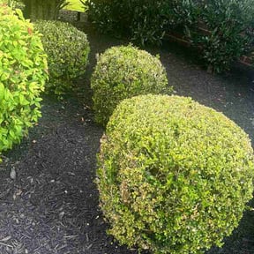 Bush Trimming by Burgos Landscaping LLC reviewed on June 16, 2026