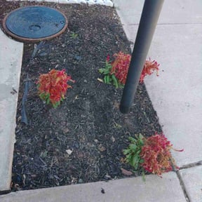 Flower Bed Weeding by Xtra Care Lawn Service reviewed on August 15, 2025