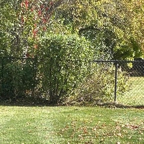 Bush Trimming by Emerald Outdoor Services LLC reviewed on November 24, 2025