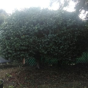 Bush Trimming by Above And Beyond Lawn Care reviewed on August 20, 2025