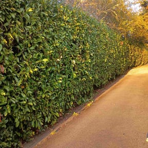 turf maintenance by EV Great Valley Landscaping,LLC. reviewed on May 8, 2025