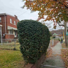 Bush Trimming by H lunas landscaping LLC reviewed on November 18, 2025
