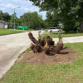 Bush Trimming by Tar Heel Veteran Outdoor Services reviewed on April 22, 2026
