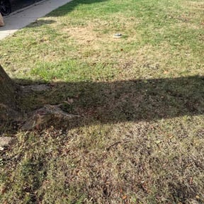 Leaf Removal by M Lawn Care &amp; Landscape reviewed on November 22, 2025