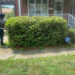 Bush Trimming by Andersen landscaping & Design reviewed on August 15, 2025