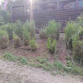 Bush Trimming by Do it all with DnD reviewed on October 17, 2020