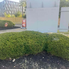 Bush Trimming by Carroll lawns and maintenance  reviewed on November 19, 2025