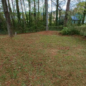 Leaf Removal by Plant Based Business reviewed on April 15, 2026