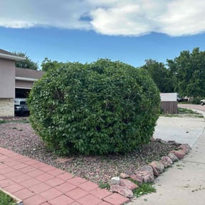 Bush Trimming by Taylor lawn care reviewed on August 20, 2025