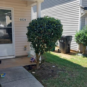 Bush Trimming by D. Nelsons Lawn Care, LLC reviewed on August 15, 2025