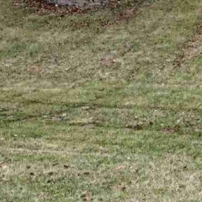 Leaf Removal by Landscape Management reviewed on December 27, 2025