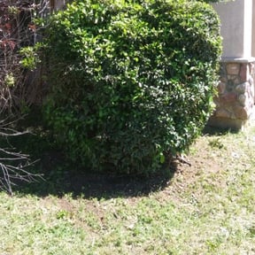 Bush Trimming by Frederickson Lawn Management reviewed on August 18, 2025