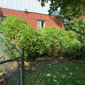 Bush Trimming by Northeast Yardworx reviewed on August 17, 2025