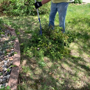 Bush Trimming by Chris Slone Lawn Love reviewed on August 15, 2025