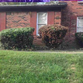 Bush Trimming by Early Bird Lawn reviewed on April 19, 2026