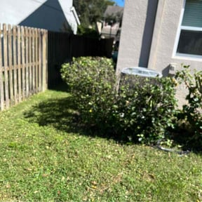 Bush Trimming by Champions Landscape reviewed on August 16, 2025