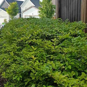 Bush Trimming by Clean Green Lawn Care reviewed on August 14, 2025