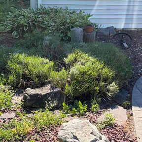 Bush Trimming by Sumner Property Management reviewed on June 18, 2026