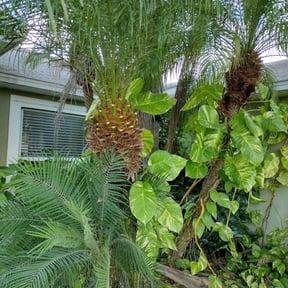 Bush Trimming by Dave's Lawncare reviewed on November 27, 2025