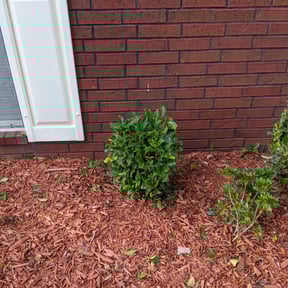 Bush Trimming by Flowers Transportation & Maintenance LLC reviewed on August 20, 2025