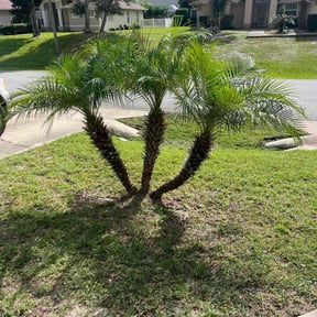 Bush Trimming by Pro Lawns 320 reviewed on October 22, 2025