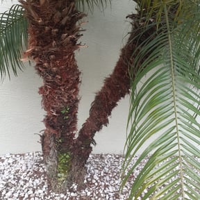 Bush Trimming by Casique landscaping inc. reviewed on April 29, 2024