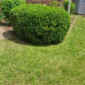 Bush Trimming by Reddy property care reviewed on August 13, 2025