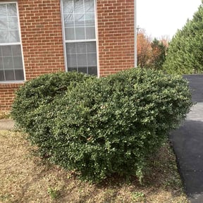 Bush Trimming by Vanessa's lawncare services reviewed on August 17, 2025