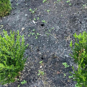 Flower Bed Weeding by A1 Cuts reviewed on October 21, 2025