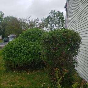 Bush Trimming by The Green Guy Lawn Care LLC reviewed on August 18, 2025