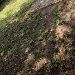 Leaf Removal by LIGHTNING LANDSCAPING &amp; LAND MANAGEMENT reviewed on October 3, 2025