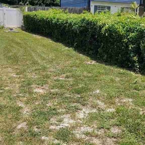 Bush Trimming by YardForce Lawn Service reviewed on July 16, 2026