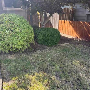 Bush Trimming by Noble Services reviewed on July 14, 2026