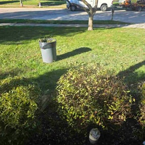 Bush Trimming by Grizzly Lawn Care and Snow Removal reviewed on November 23, 2025