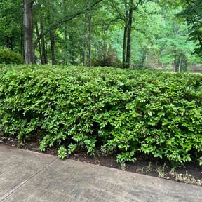 Bush Trimming by Three Bears Lawn Care (West Delivery) reviewed on May 27, 2026