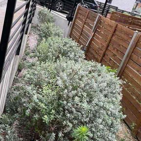 Bush Trimming by Dialed In Outdoor Services reviewed on May 25, 2026
