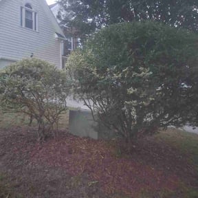 Bush Trimming by mikes landscaping reviewed on October 20, 2025