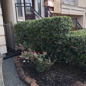 Bush Trimming by K's Landscaping reviewed on August 17, 2025