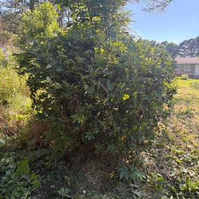 Bush Trimming by Seals Landscaping reviewed on May 30, 2026