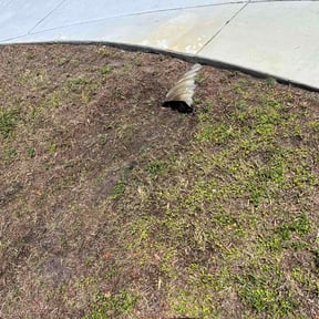 Leaf Removal by Harry's Champion Landscaping reviewed on April 16, 2026