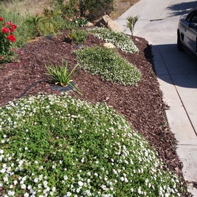 Flower Bed Weeding by Roberto Pena reviewed on August 21, 2025