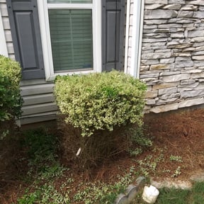 Bush Trimming by Hugheslandscaping reviewed on August 17, 2025